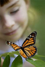 monarch butterfly with girl on box