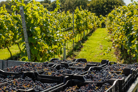 Plumpton Wine college English Vineyard Interview By The English Wine Collection