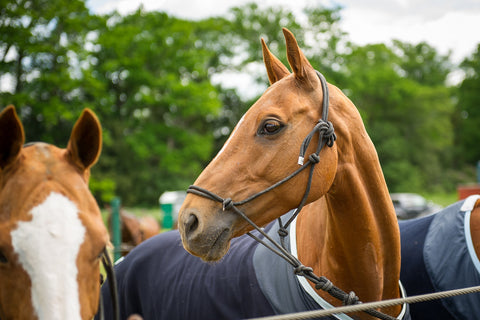 COWDRAY PARK POLO CLUB AND ENGLISH SPARKLING WINE