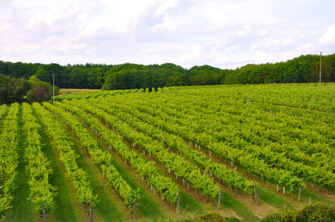 Biddendem Vineyard The English Wine Collection