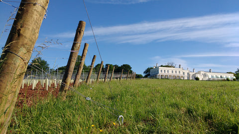 Michael Caines new vineyard at Lympstone Manor english wine english vineyard