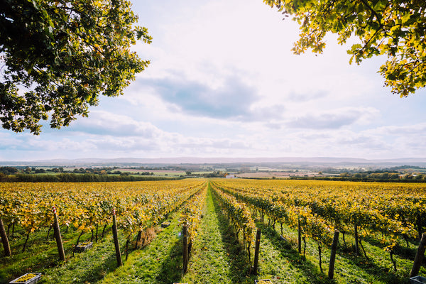 Nyetimber vineyard