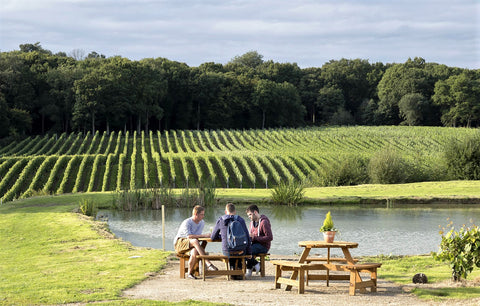 Bluebell hindleap English vineyard the english wine collection