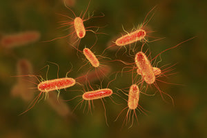e coli ecoli close up
