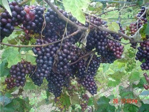 Grapes