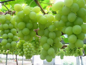 Grapes many