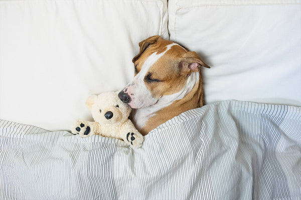 what your dogs sleeping position reveals about its character