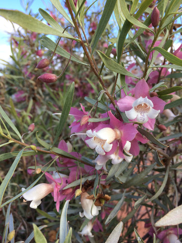 Kimberley Opal flowers 