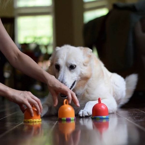 juegos indoor para perros en hundshop