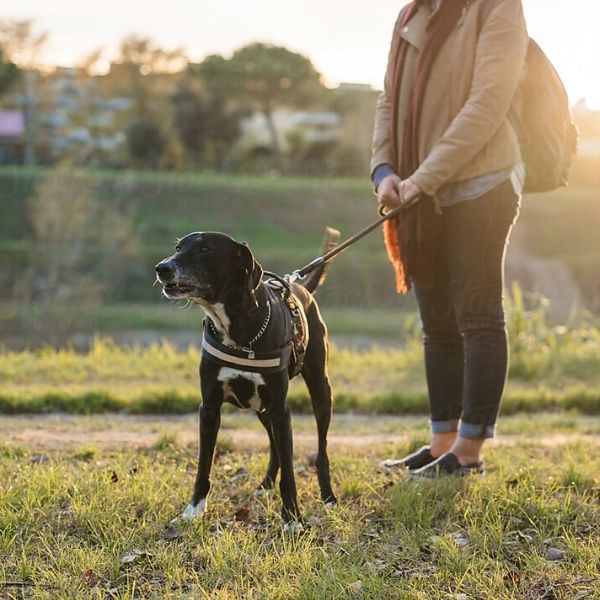 fin de año con perros