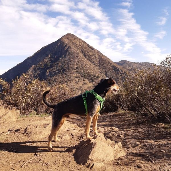 trekking con perros en hundshop