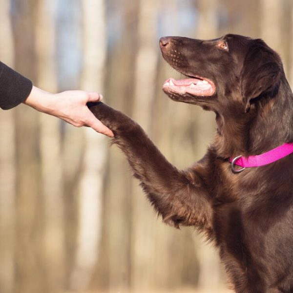 5 trucos para perros