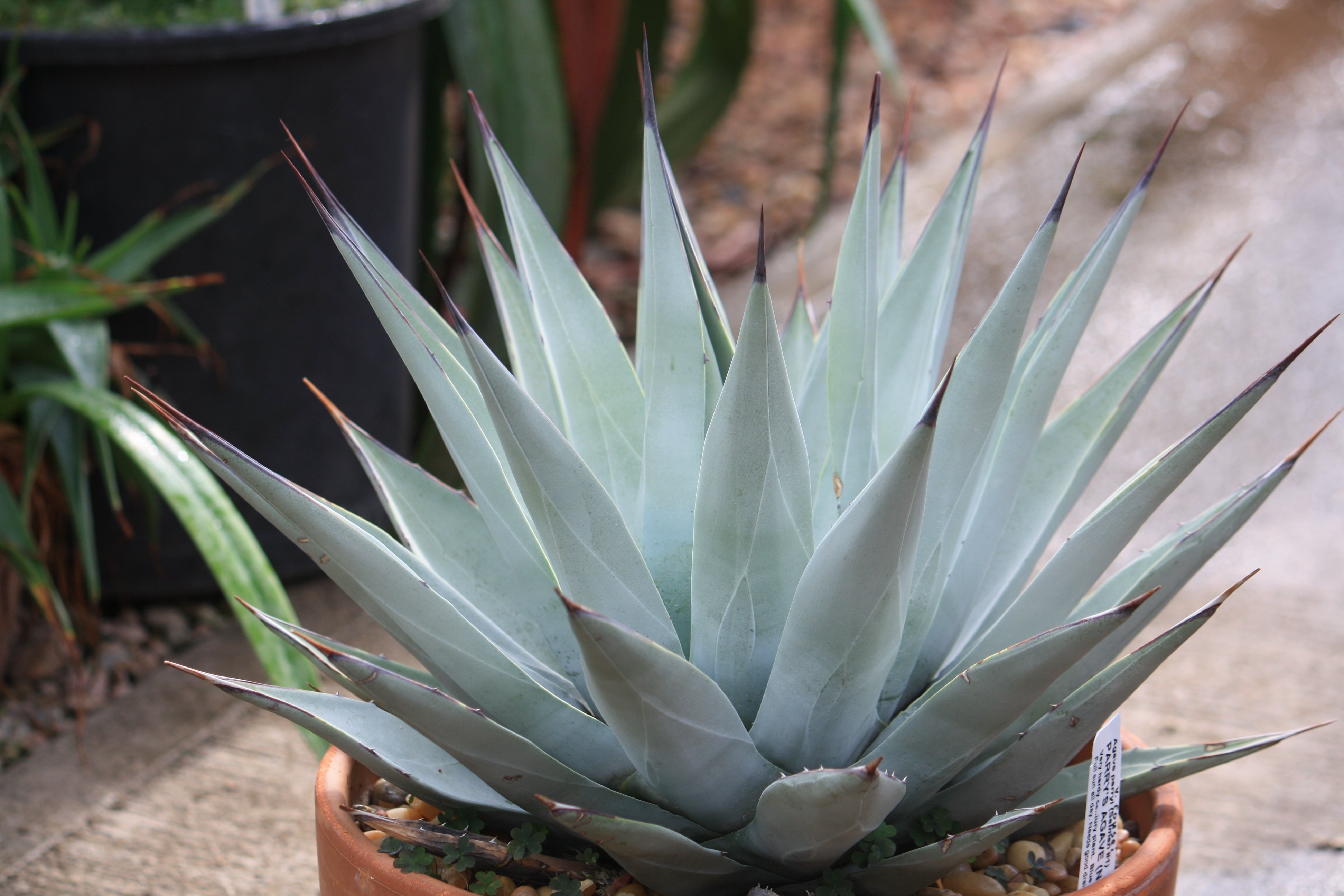 オーダー受注生産 Agave parryi huachucensis DesertDelight mxmf.com.mx