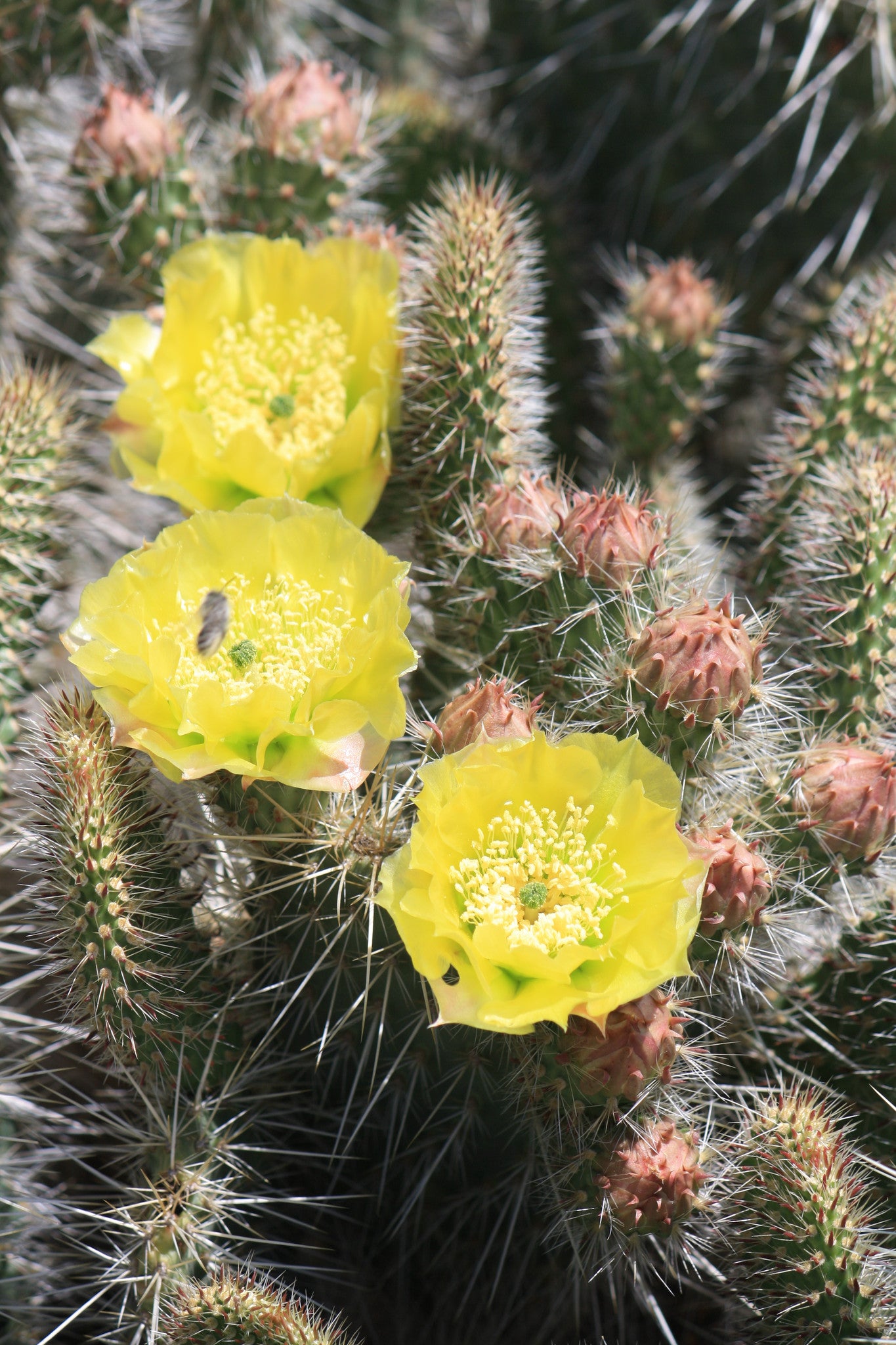 opuntia teddy bear