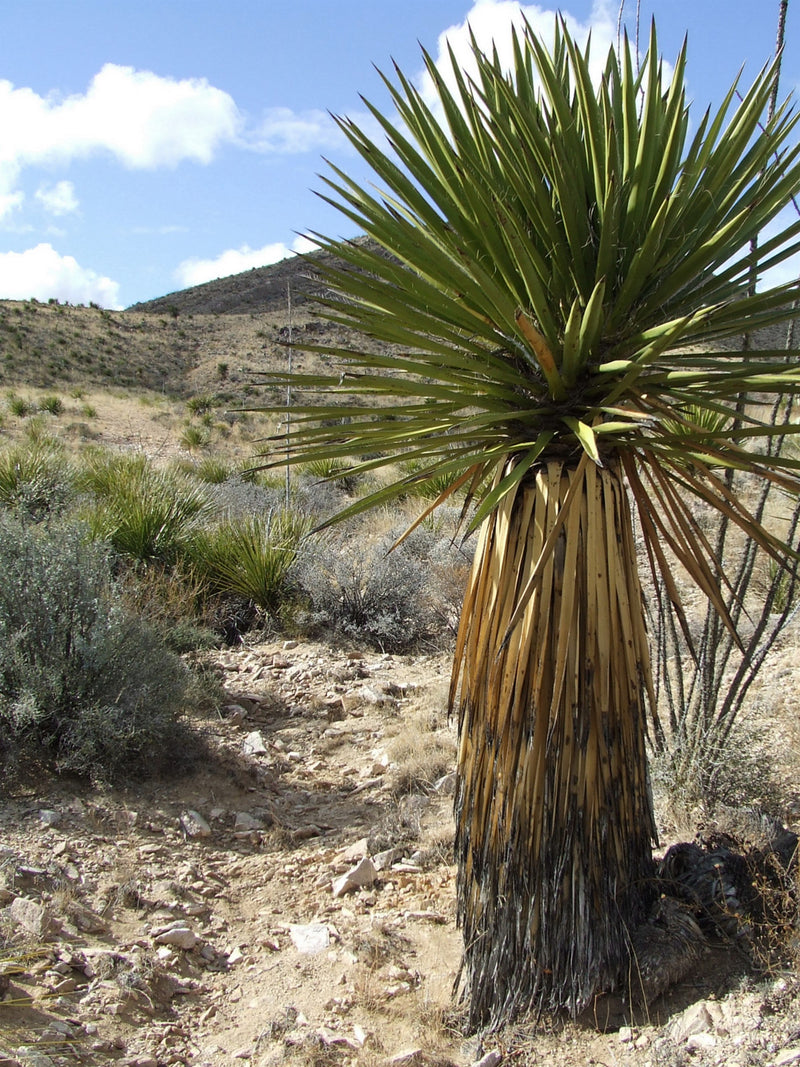 yucca faxoniana giant hardy cactus faxon cold west palms