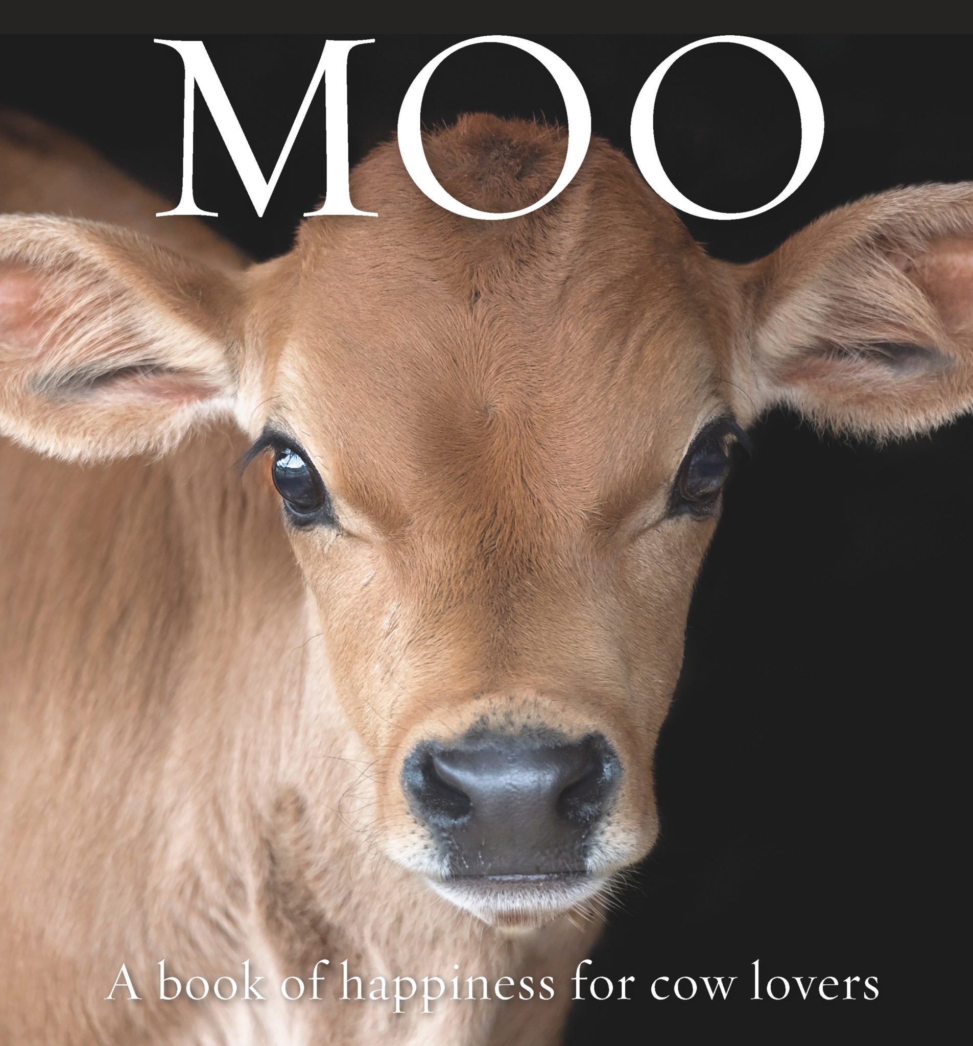 mooing cow