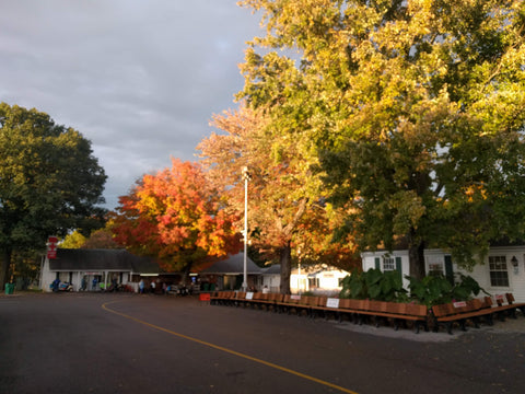 Trees in their autumn splendor at NY Sheep and Wool