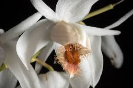 edt edp best souvenir orchid perfume of asia singapore corporate gift roof fragrances of vanda miss joaquim