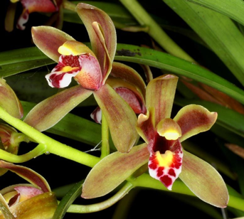 aranda vanda orchid essential oils from sg singapore good gift for boss souvenir perfume fragrance room freshner scent