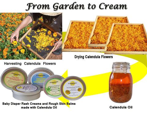 From Garden to Cream - Penny Lane Organics
