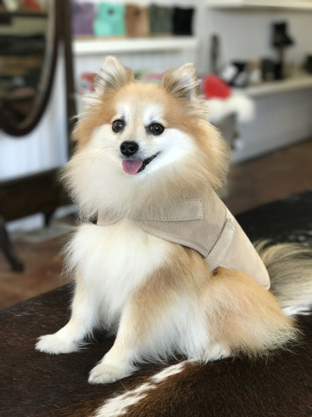 ugg classic suede dog coat