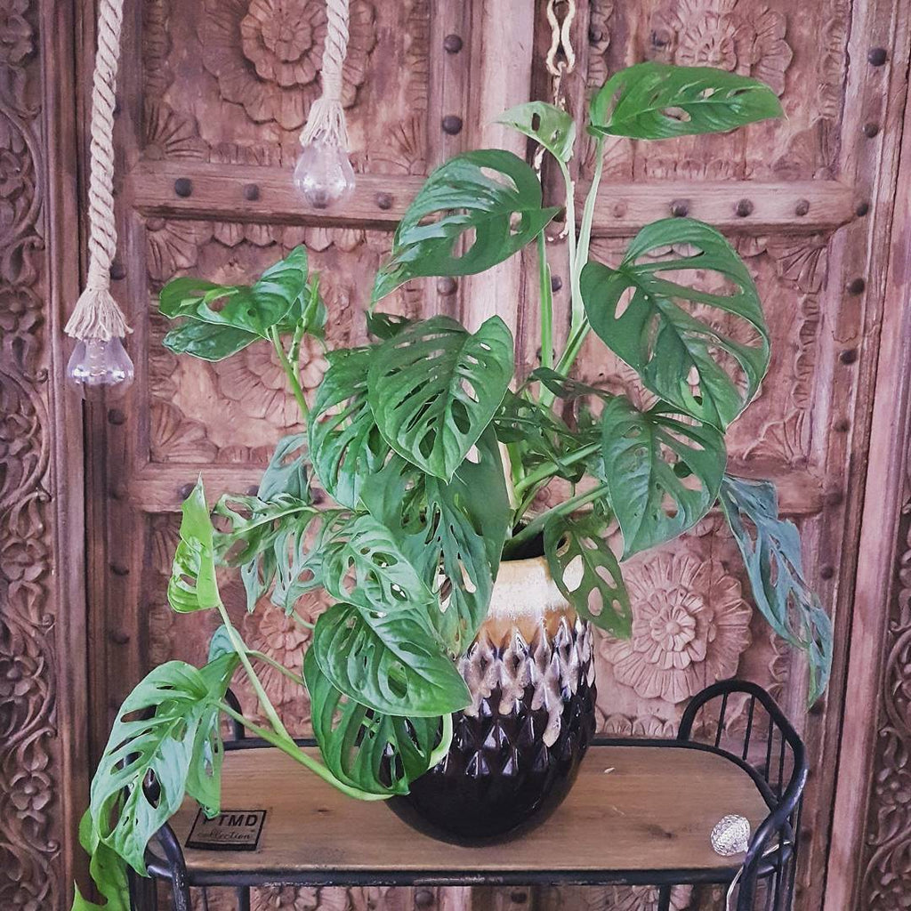 Monstera Adansonii