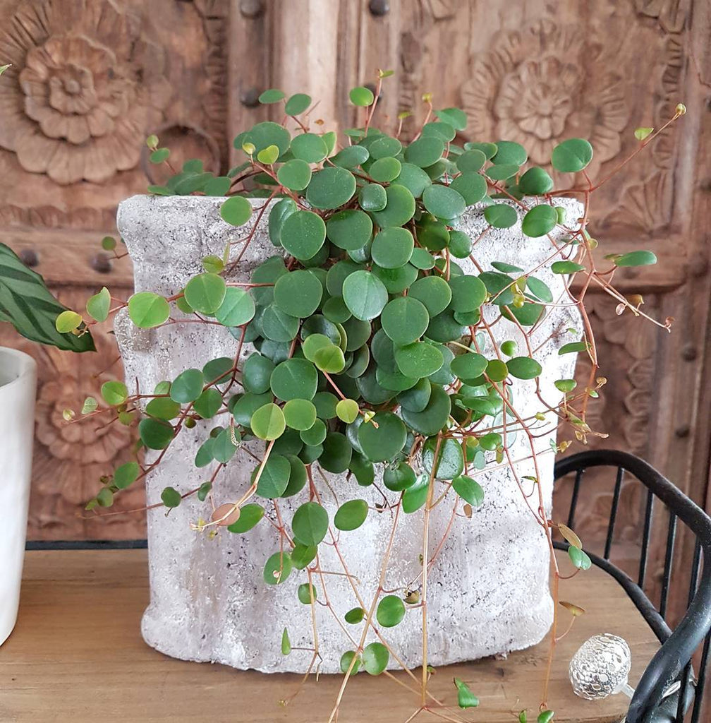 Peperomia Pepperspot