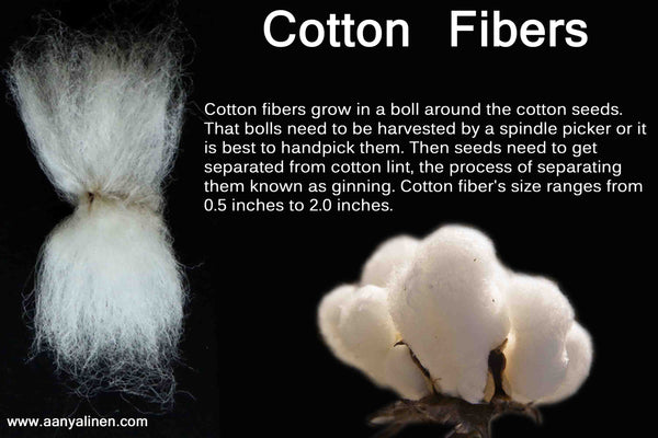 Cotton Fibers - Uses & Properties - AanyaLinen