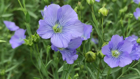 flax plant