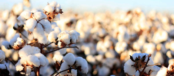 What is Cotton Made of