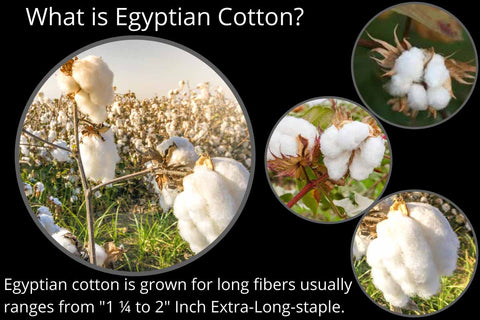 Pima & Supima Cotton Vs Organic Cotton, The Differences