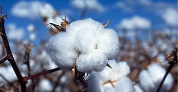 cotton come from