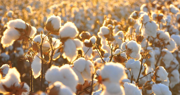 where_does_cotton_come_from