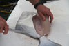 Halibut Fish Alaska 