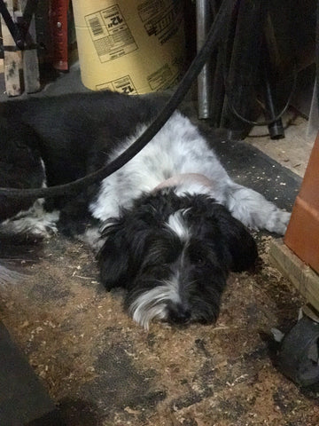 Max the sawdust collector