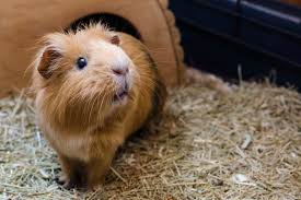 How to Groom Your Guinea Pig