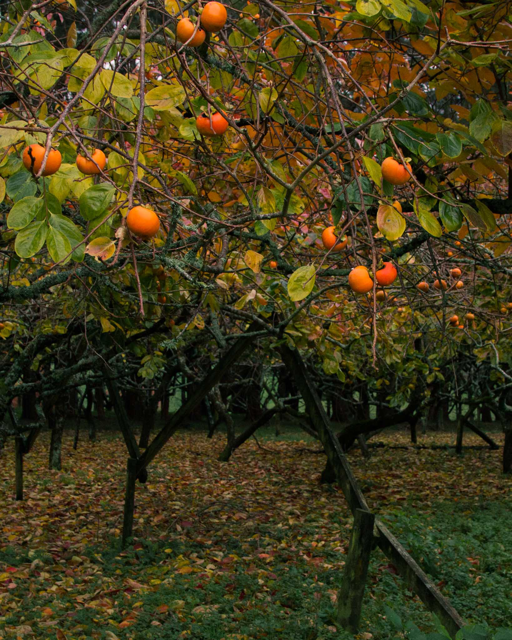 Persimmon