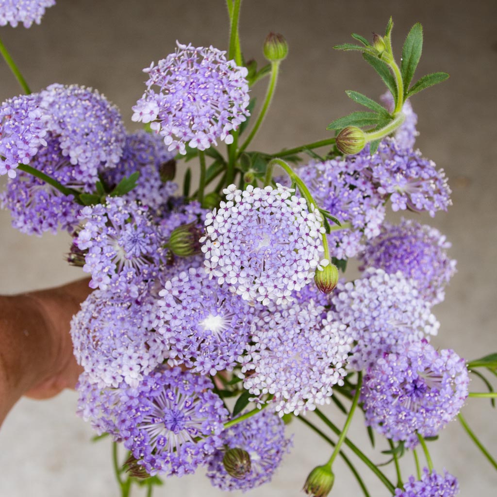 Blue Lace Flower Plants