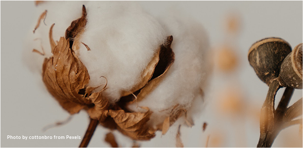 Cotton