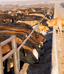 Most Australian cows are now reared in feed lots
