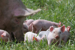 Free-Range pigs are happy grazing