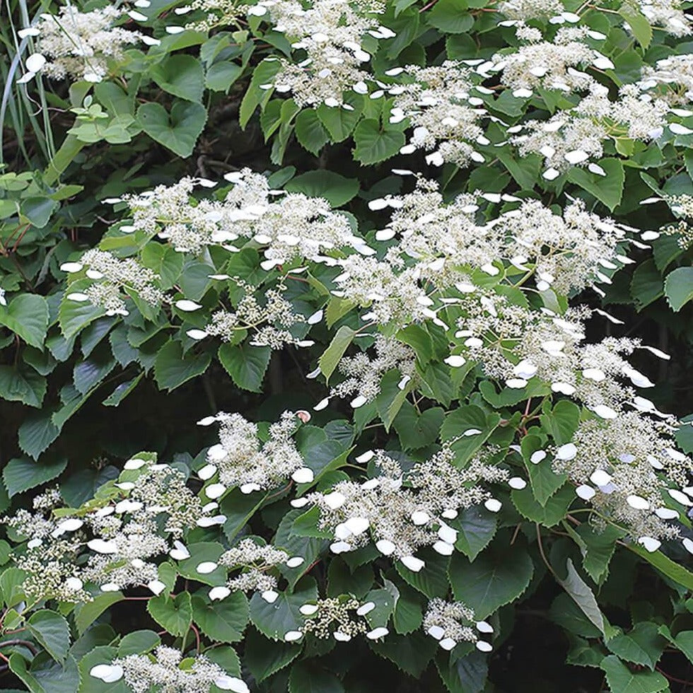 Схизофрагма Schizophragma Hyd. 'Moonlight'