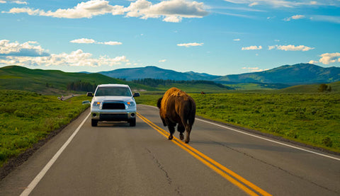 yellowstone road