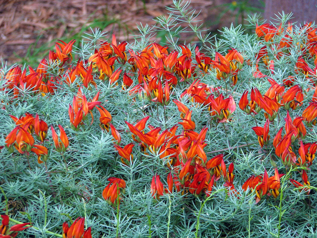 Lotus Berthelotii Parrots Beak Ricardos Nursery 9141