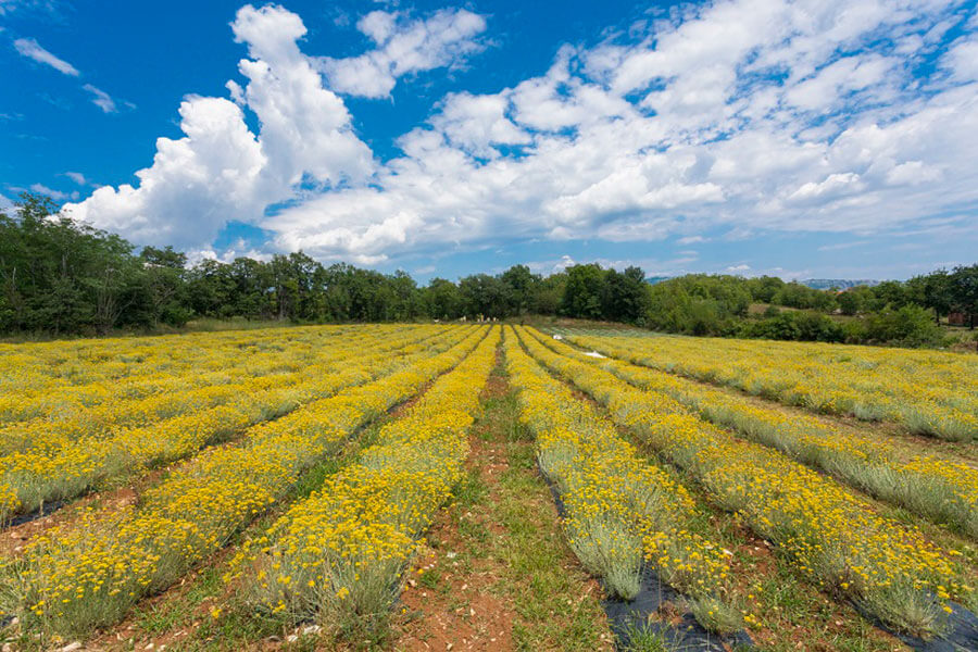 floral essential oils for skincare