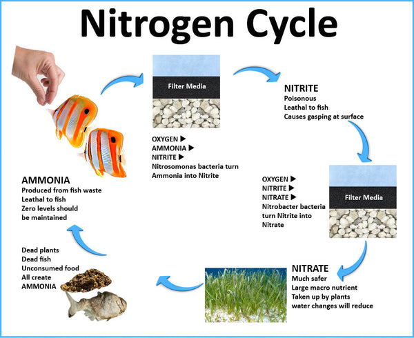 Nitrogen Cycle