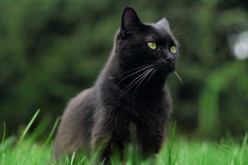 Oct 29: National Cat Day!
