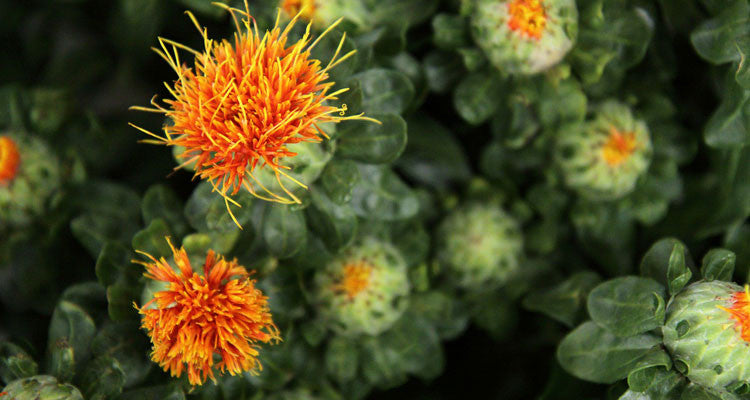 Safflower