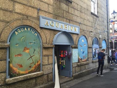 Fowey aquarium, Cornwall