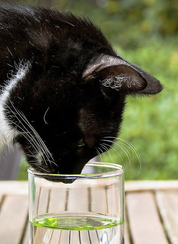 A black cat sniffing some water